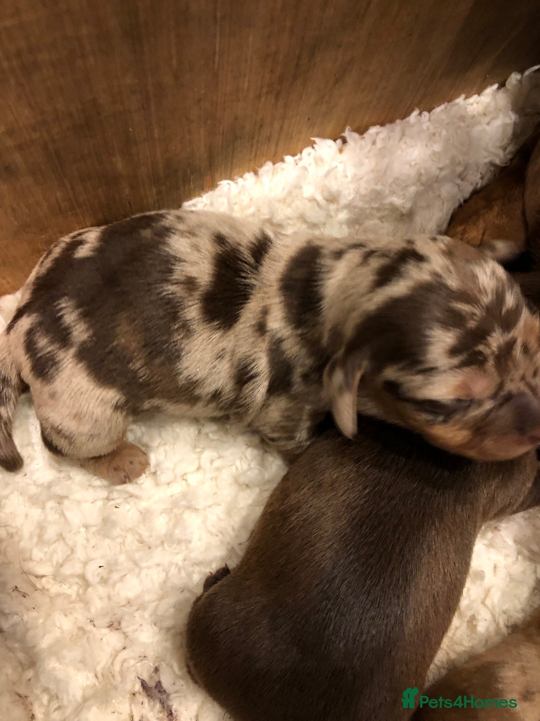 Miniature Dachshund dogs for sale: Smooth Miniature Daschund puppies  - Advert 8