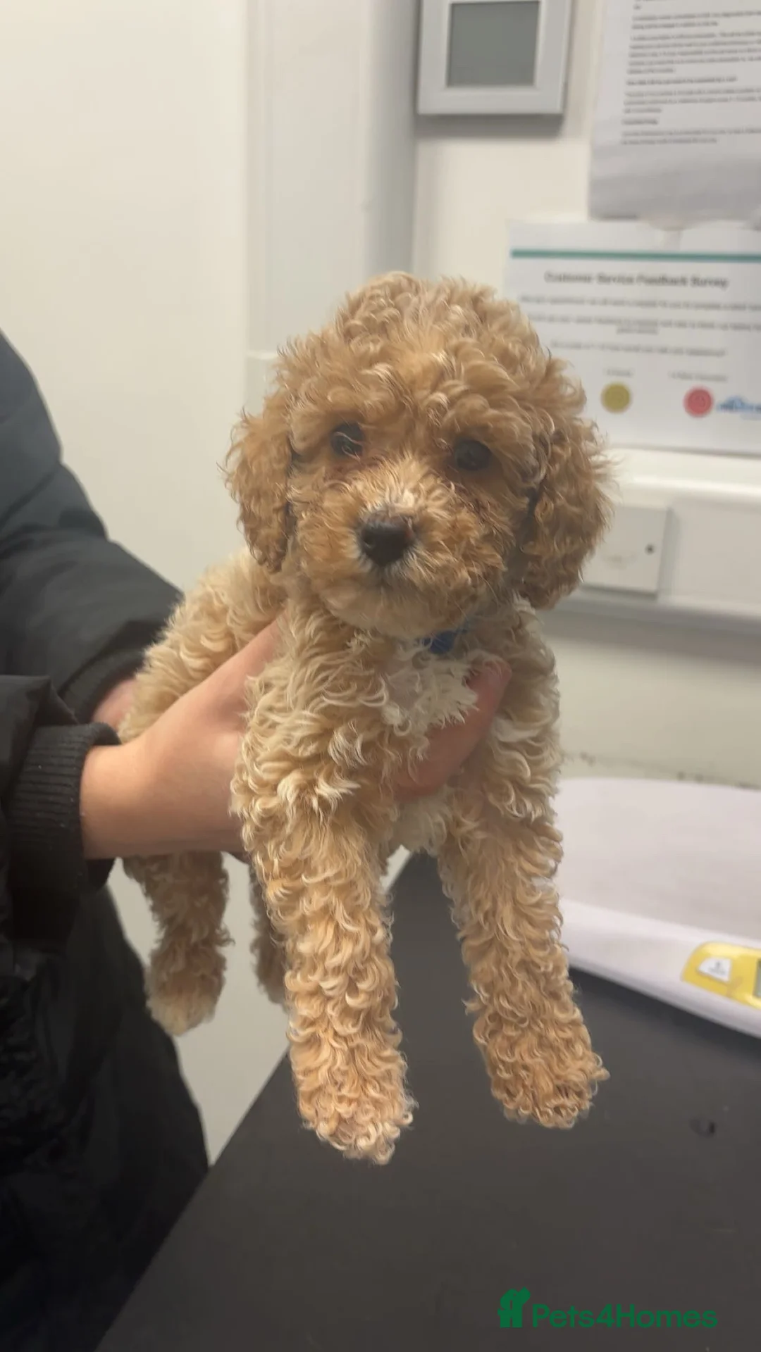 Cockapoo dogs for sale: f2 cockapoo puppies🐶 2 LEFT 1 merle boy - Advert 2