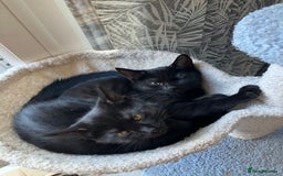 Mixed Breed cats for sale: 3 Black/brown striped Tabby cross Kittens  - Image 13