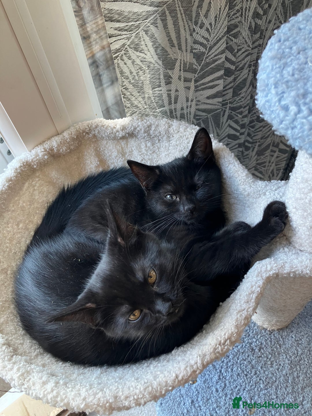 Mixed Breed cats for sale: 3 Black/brown striped Tabby cross Kittens  - Image 13