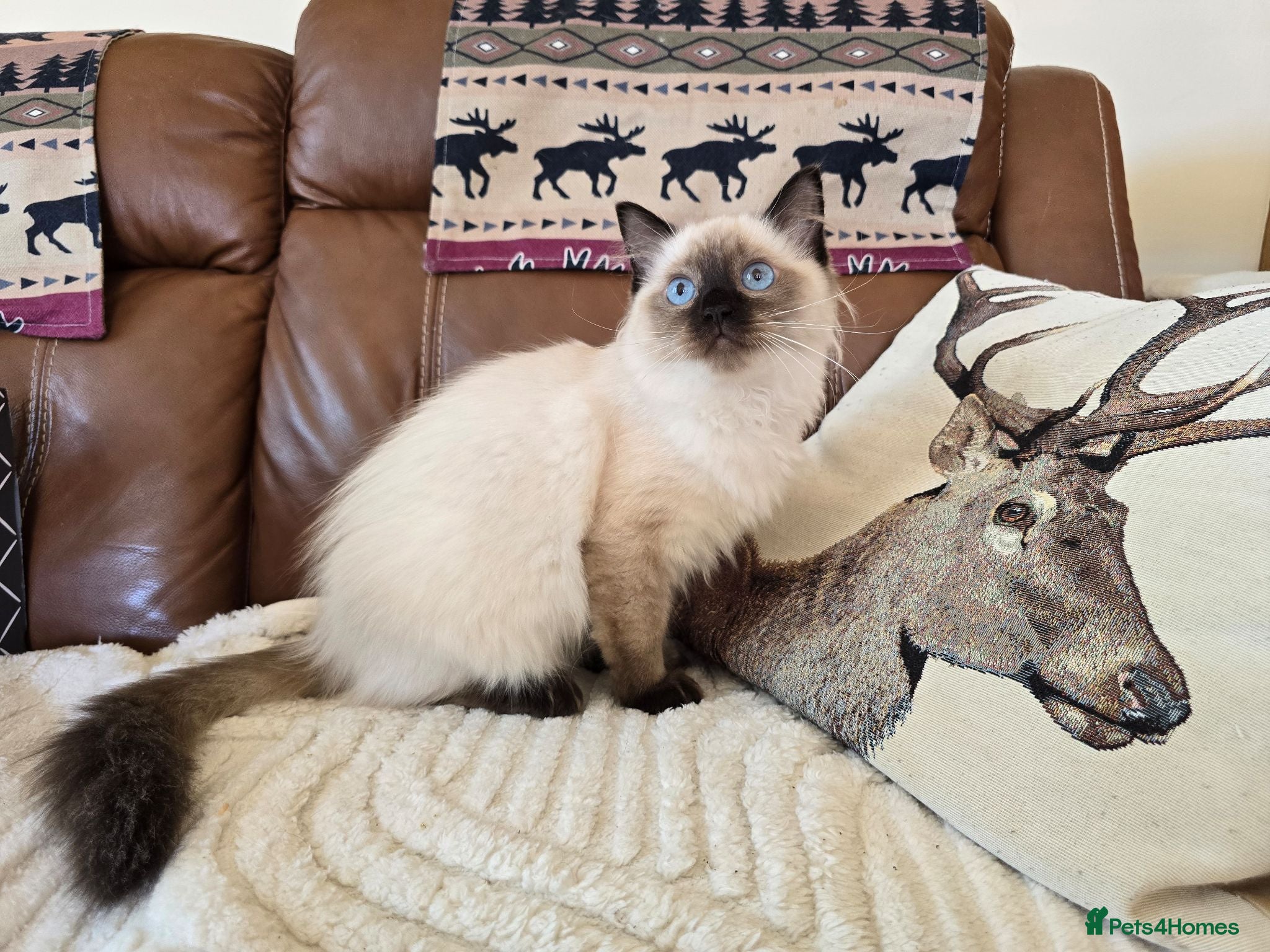 Ragdoll cats Amazingly Forward Chunky Confident Ragdoll Babies  - Advert 2