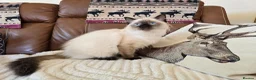 Ragdoll cats for sale: Fully Vaccinated, Microchipped, Insured Ready Now  - Advert 10