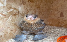 Chickens poultry for sale: Silver pencil Wyandotte LF,gold partridge brahmas  - Image 7