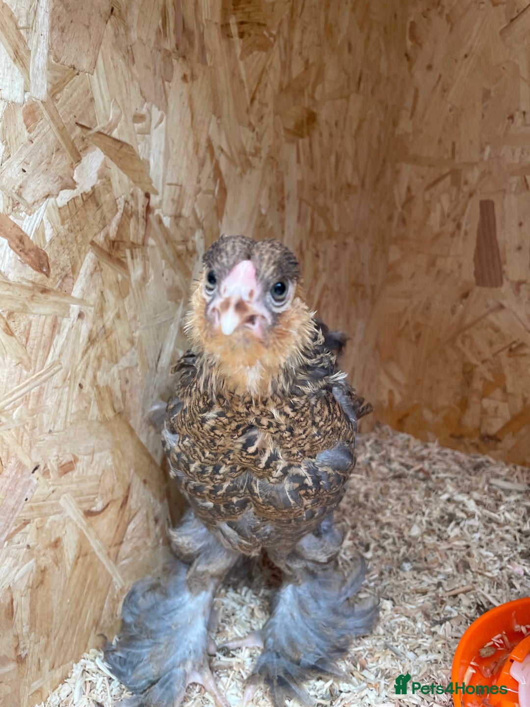 Chickens poultry for sale: Silver pencil Wyandotte LF,gold partridge brahmas  - Image 7