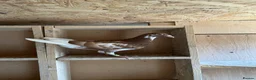 Pigeons birds for sale: 8 Chocolate Meuleman's - Advert 2