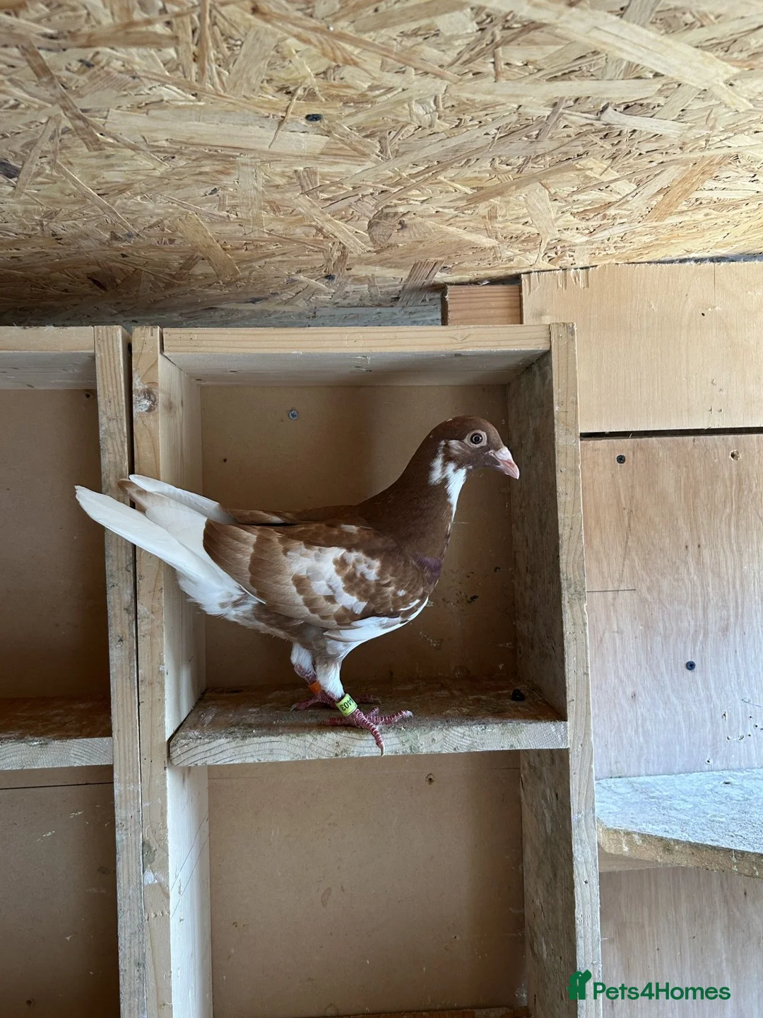 Pigeons birds for sale: 8 Chocolate Meuleman's - Advert 2