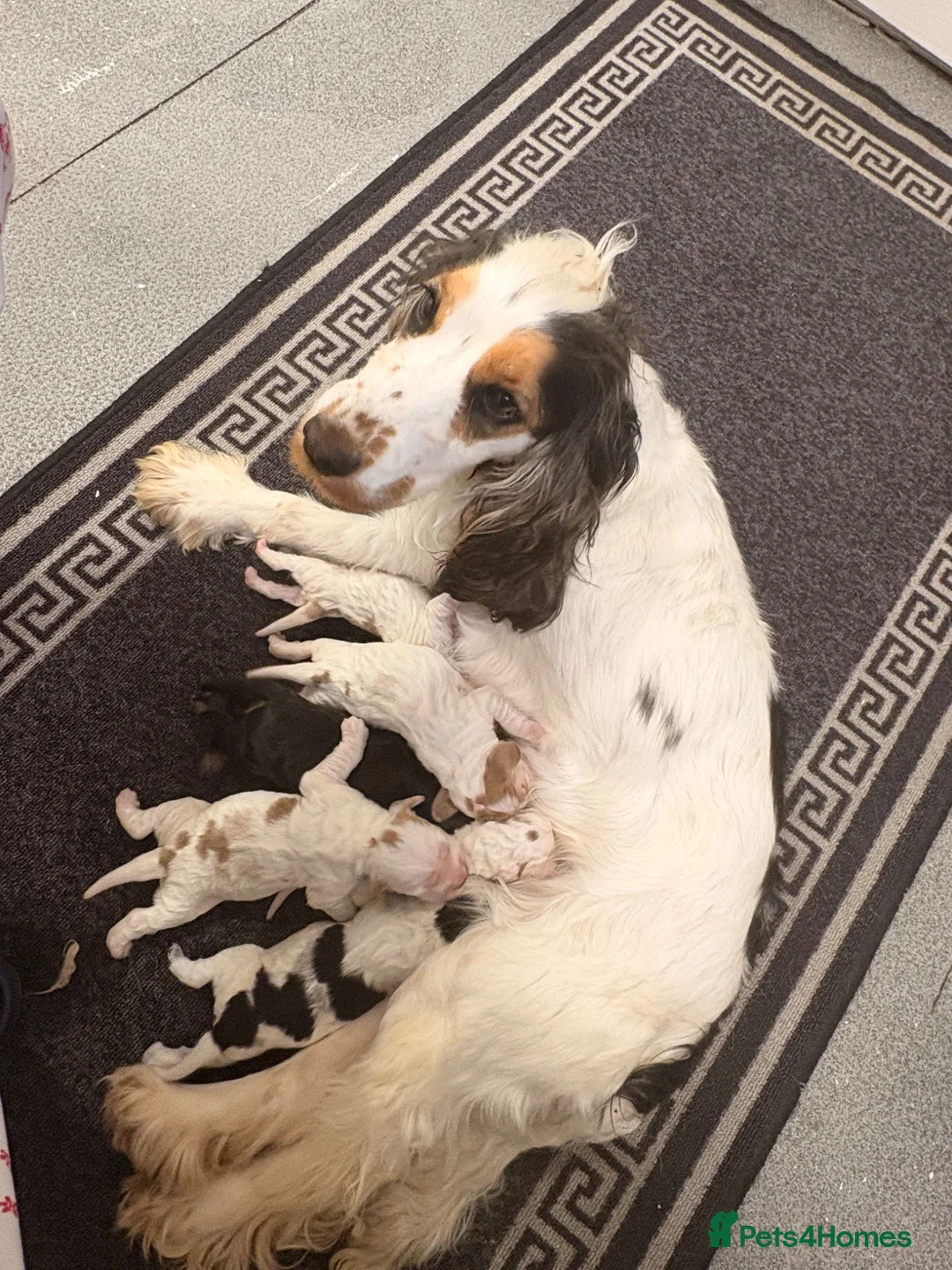 Cocker Spaniel dogs for sale: Outstanding show cocker spaniel puppies - Advert 1