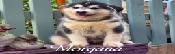Pomsky dogs for sale: Fully Vaccinated! Ready Now - F3 Pomsky Puppies - Advert 15
