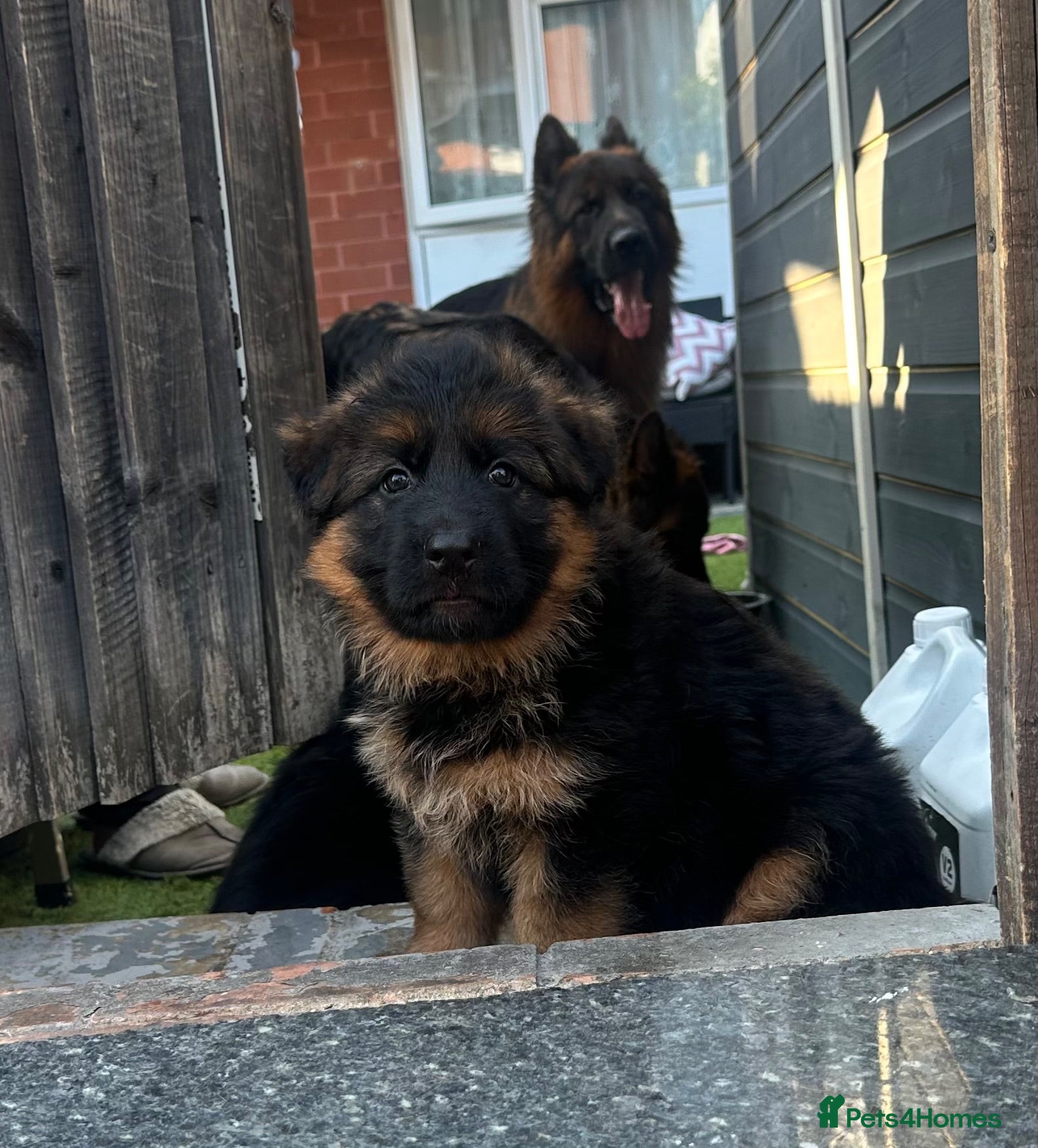 German Shepherd dogs 💥Champion🩸line GermanShepherd puppy’s LH GSD - Advert 2
