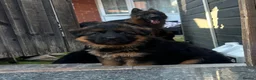 German Shepherd dogs for sale: 💥Champion🩸line GermanShepherd puppy’s LH GSD - Advert 2