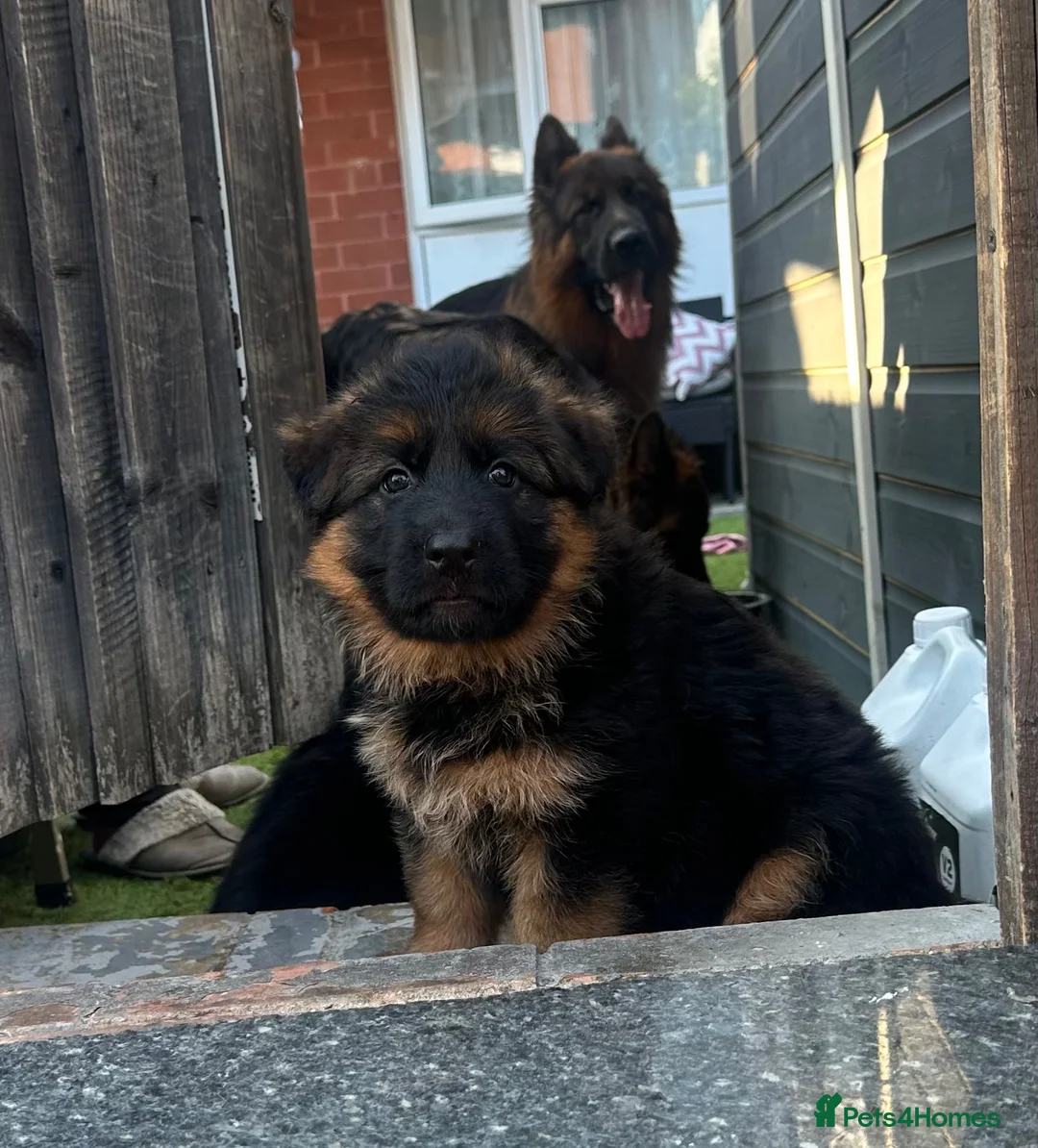 German Shepherd dogs for sale: 💥Champion🩸line GermanShepherd puppy’s LH GSD - Advert 2