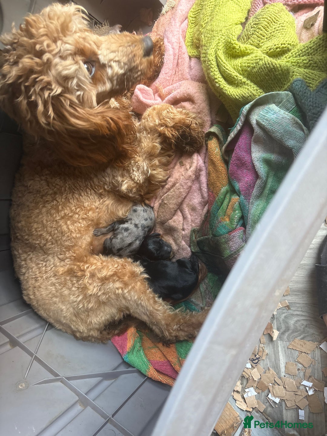 Mixed Breed dogs for sale: Beautiful cockepoo cross Miniature Dachshund pups  - Image 6