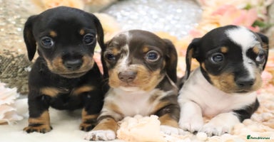 Miniature Dachshund dogs - Advert 15