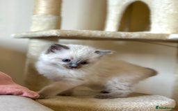 Ragdoll cats for sale: Exceptional Quality Ragdoll Kittens  - Image 4