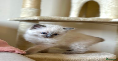 Ragdoll cats - Advert 8