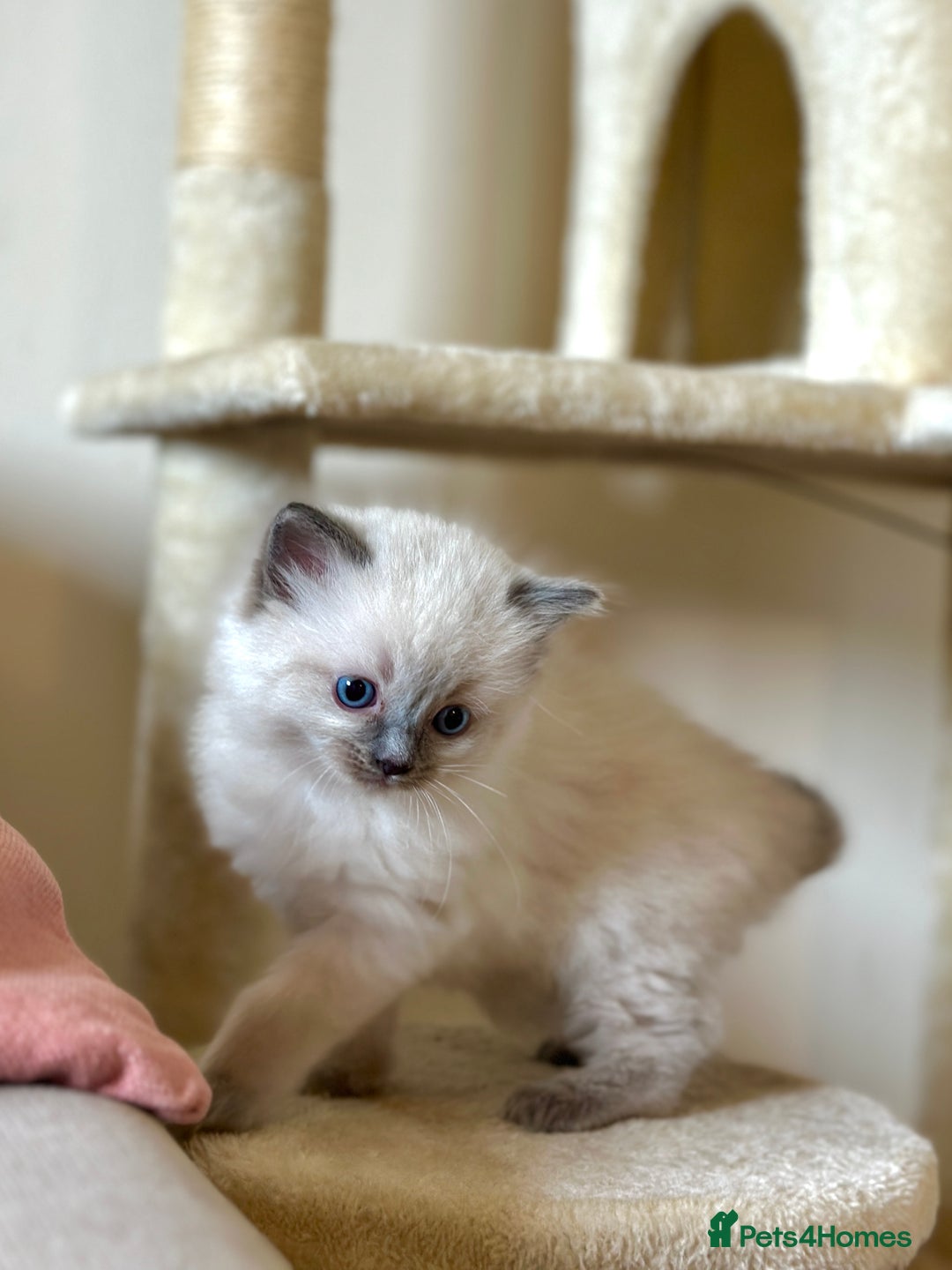 Ragdoll cats for sale: Exceptional Quality Ragdoll Kittens  - Image 4
