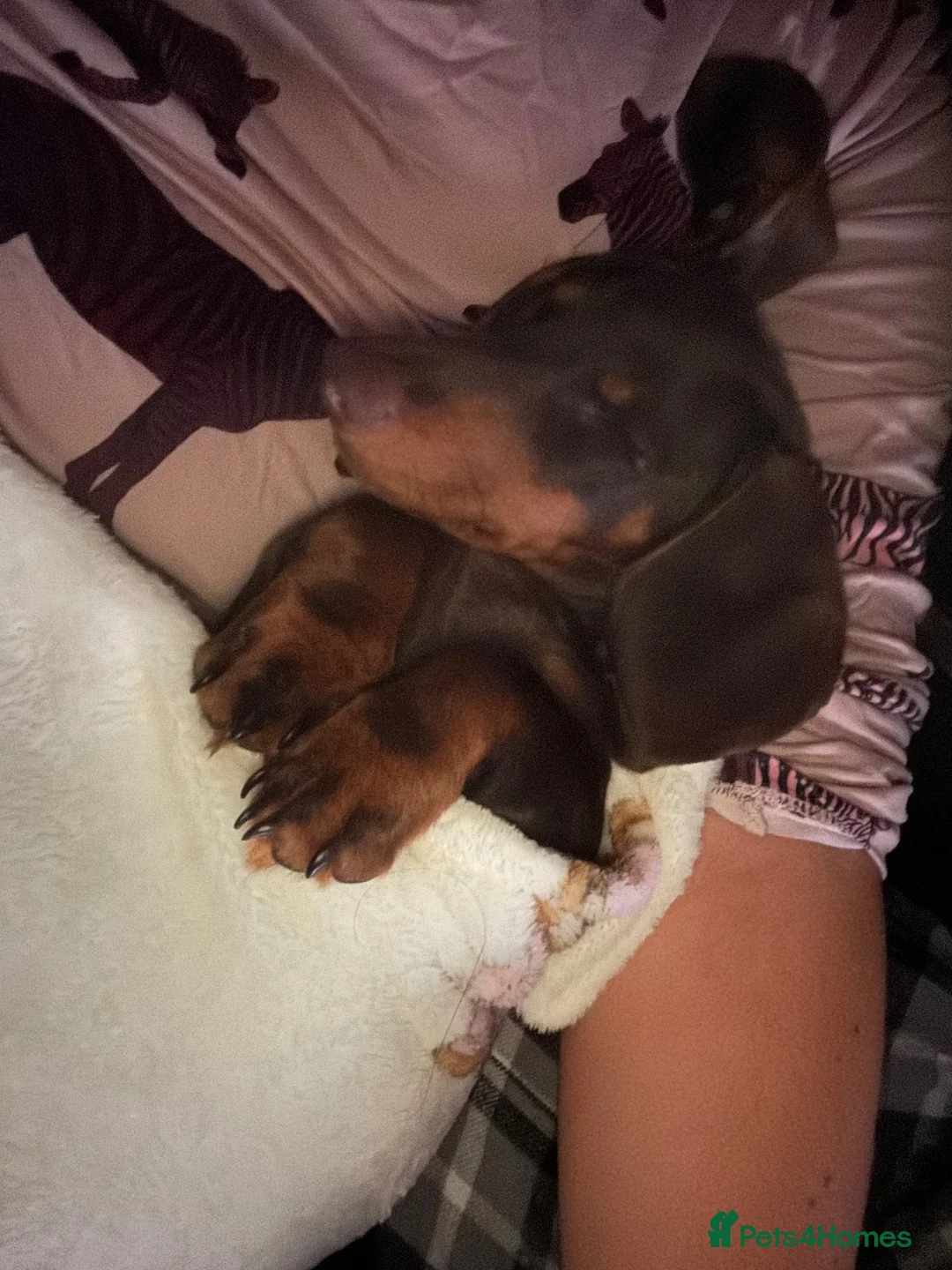Miniature Dachshund dogs for sale: Miniature Dachshund  - Advert 2