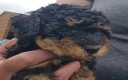 Toy Poodle dogs for sale: Toy Poodles incl. One Phantom boy - Image 4