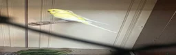 Budgerigars birds for sale: Lovely lutino pair in breeding condition and budgi - Advert 16