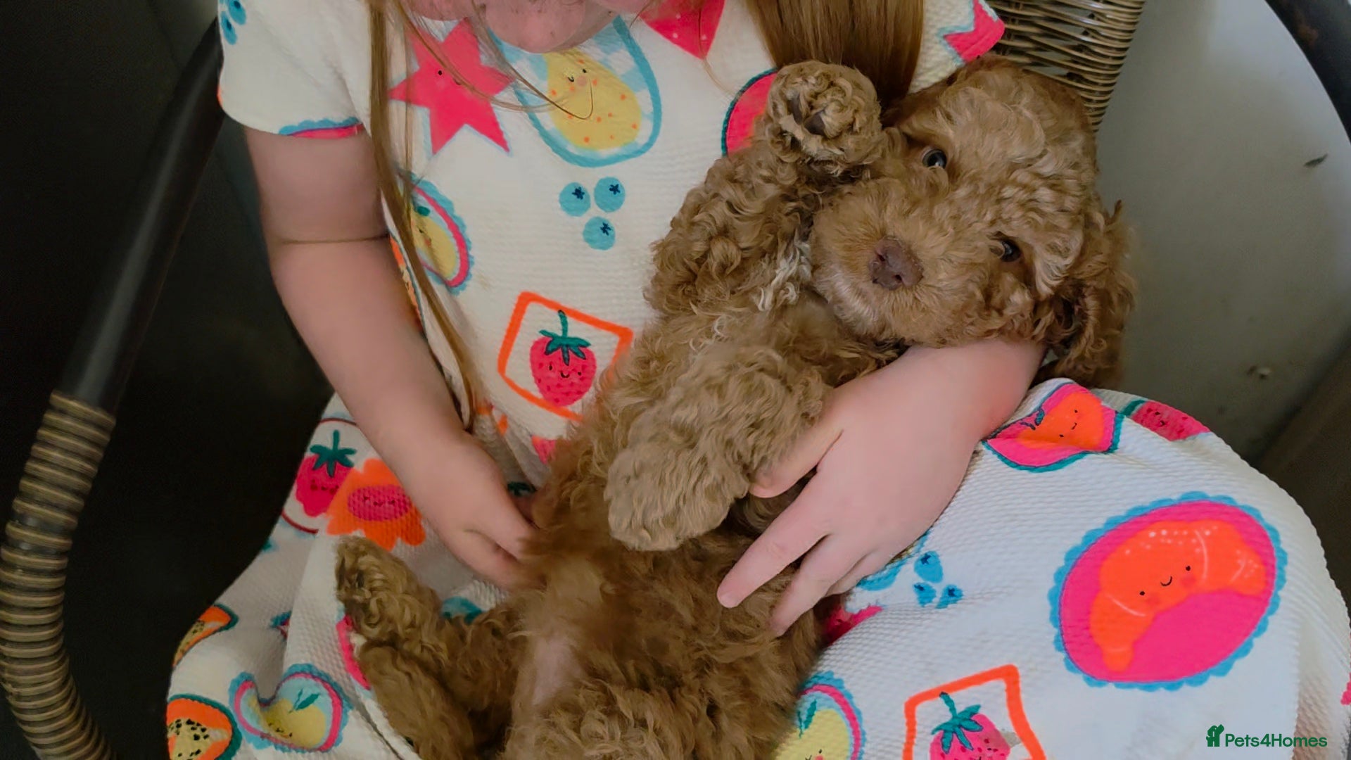 Cockapoo dogs Cockapoos 2 girls left ready to leave  🩷 - Advert 1