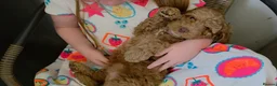 Cockapoo dogs for sale: 3 GIRLS LEFT ,VET CHECKED & READY FOR NEW HOMES 🩷 - Advert 8