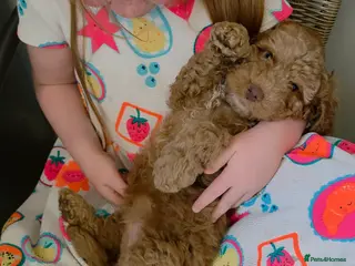 Cockapoo dogs Cockapoos 2 girls left ready to leave 🩷 - Advert 1