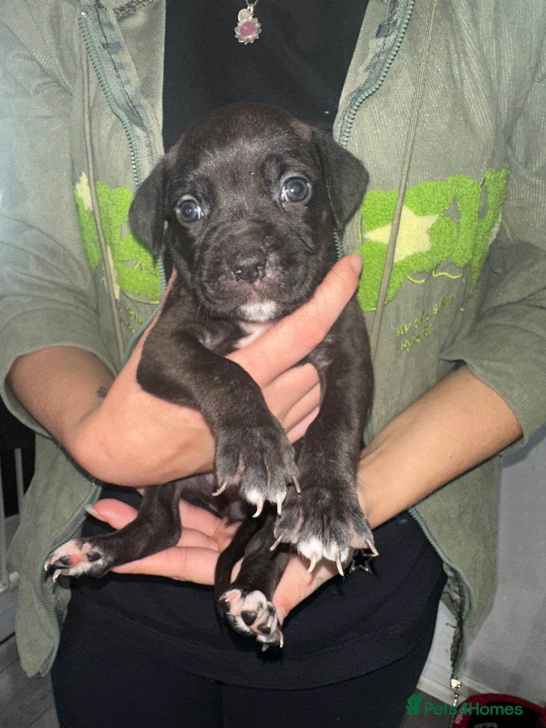 Mixed Breed dogs for sale: Cane corso X staff - Image 30