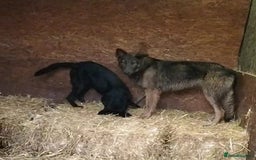 German Shepherd dogs for sale: German Shepherd girl  - Image 2