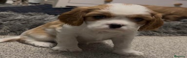 Cavalier King Charles Spaniel Puppy 3