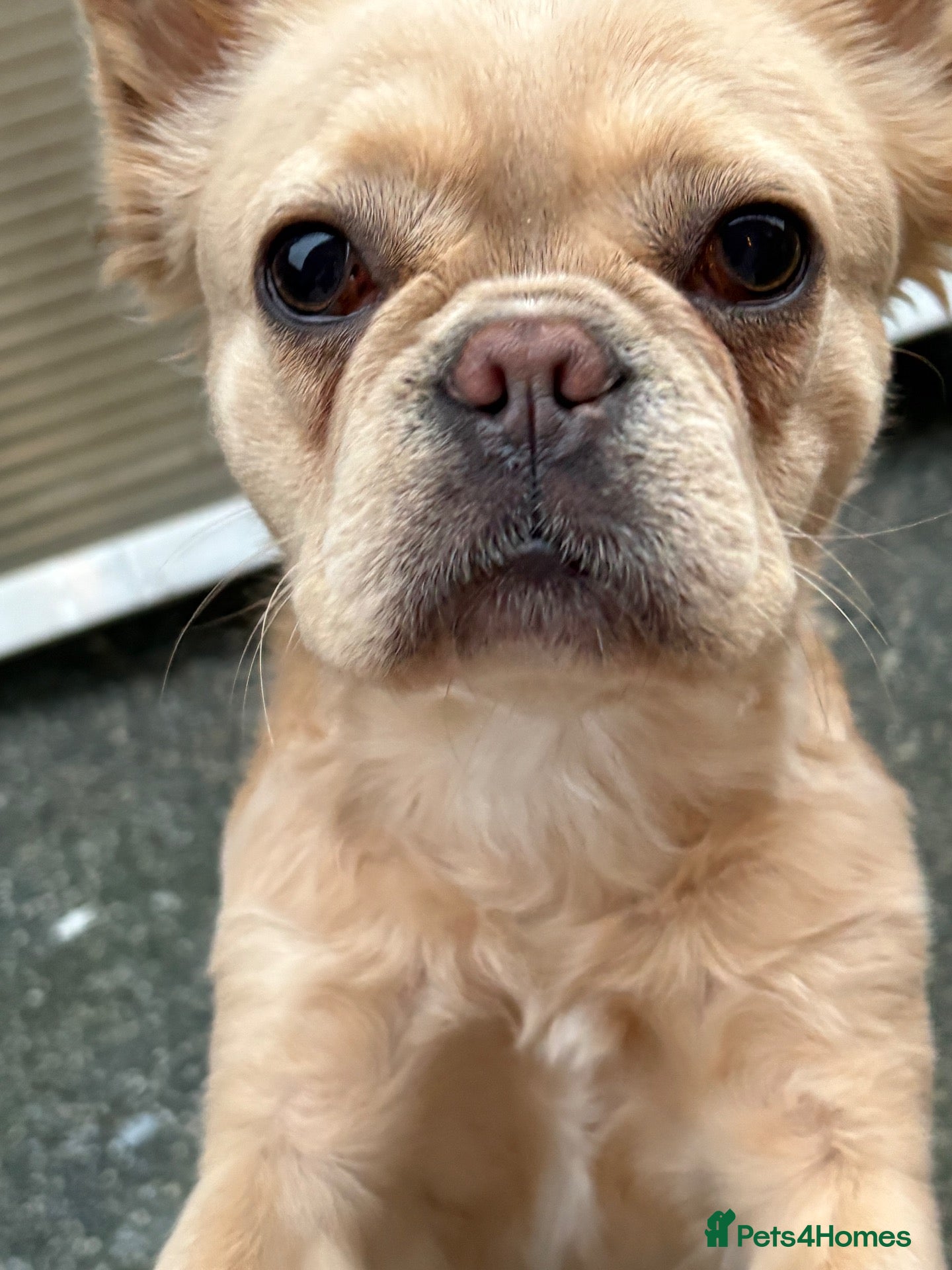 French Bulldog dogs Beautiful 3-Year-Old Fluffy Frenchie ❤️ - Advert 1