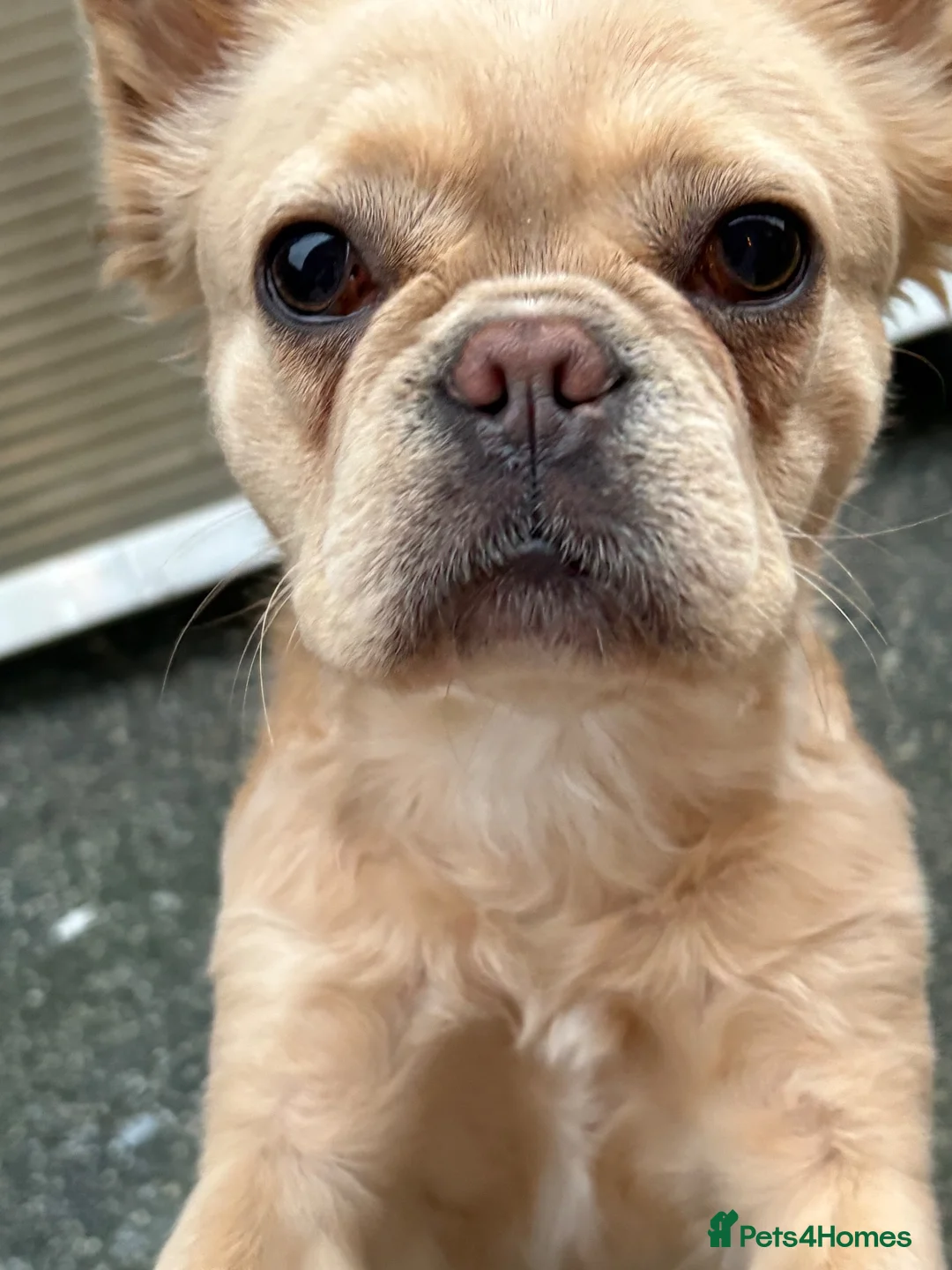 French Bulldog dogs for sale: Beautiful 3-Year-Old Fluffy Frenchie ❤️ in Manchester - Advert 1