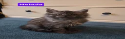 Maine Coon cats for sale: 8 GCCF Pedigree Maine Coon Kittens - Blue & Black  - Advert 11