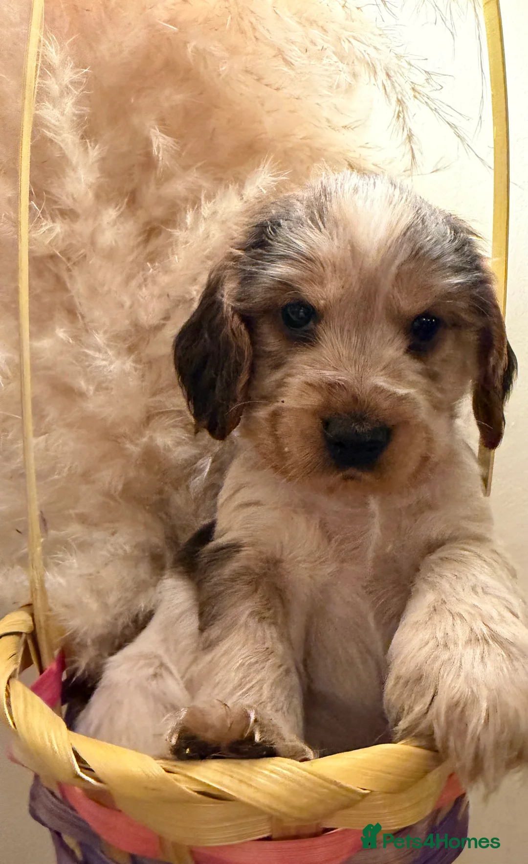 Cocker Spaniel dogs for sale: SHOW TYPE COCKER SPANIELS - Advert 10