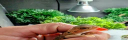 Bearded Dragon reptiles for sale: Hand tame in Pontypool - Advert 16