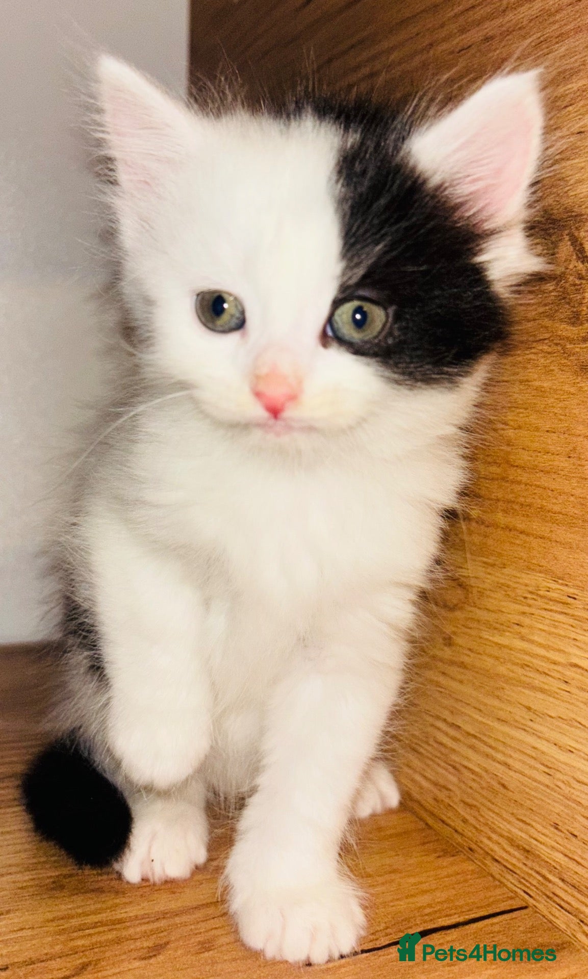 Mixed Breed cats Beautiful Kittens 🐱  - Advert 1