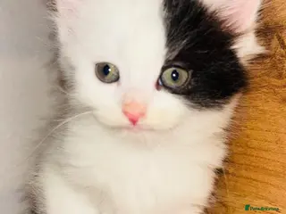Mixed Breed cats Beautiful Kittens 🐱 - Advert 1
