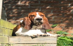 Basset Hound dogs for stud: Finnish import dog offered for stud - Image 1