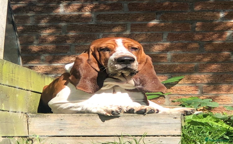 Basset Hound dogs - Advert 1