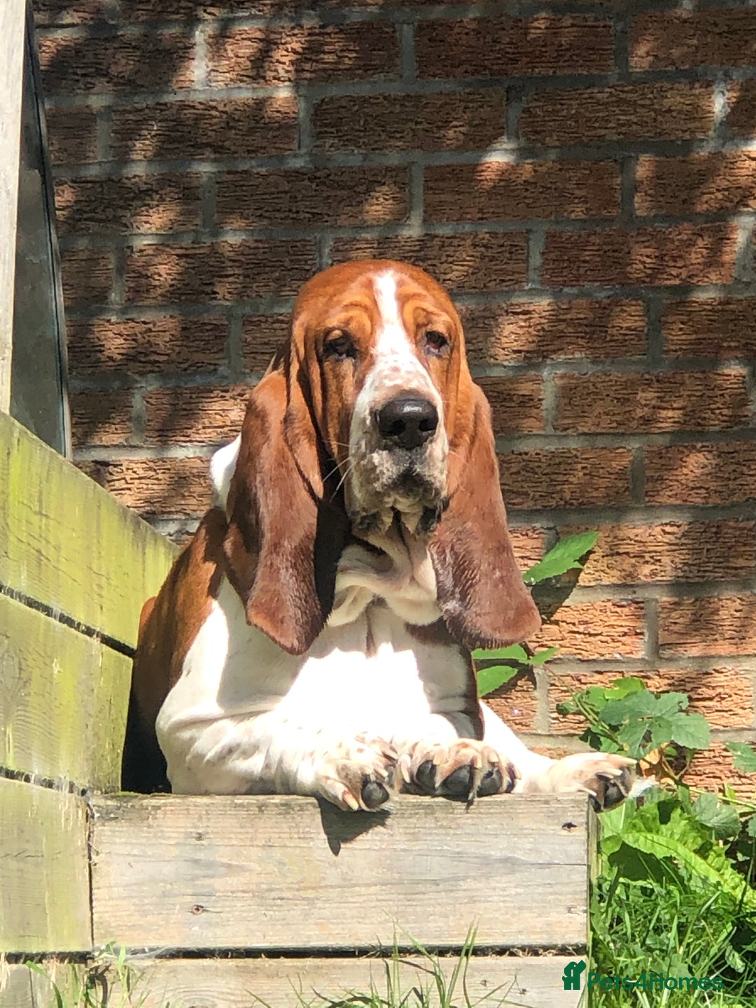 Basset Hound dogs for stud: Finnish import dog offered for stud - Image 1