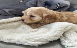 Cockapoo dogs for sale: Stunning coloured cockapoo pups - Image 8