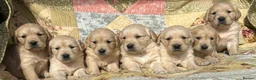 Golden Retriever dogs for sale: Golden Retriever Puppies Ready 13 April in Llandysul - Advert 1