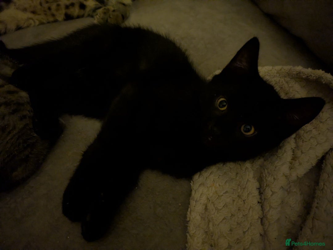 Bengal cats for sale: Bengal x American Maine Coon - Ready To Go!  - Advert 15