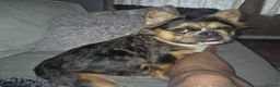 French Bulldog dogs for sale: Full fluffy frenchies in Newport - Advert 2