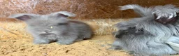Angora rabbits for sale: Angora collection Ready - Advert 12