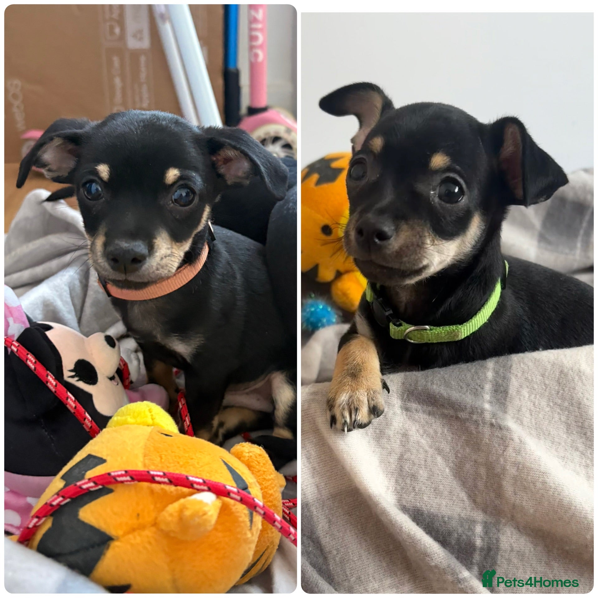 Mixed Breed dogs Chihuahua×Mini Pinscher Puppies🐾  - Advert 5