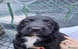 Sprocker dogs for sale: Black beauty  - Advert 3