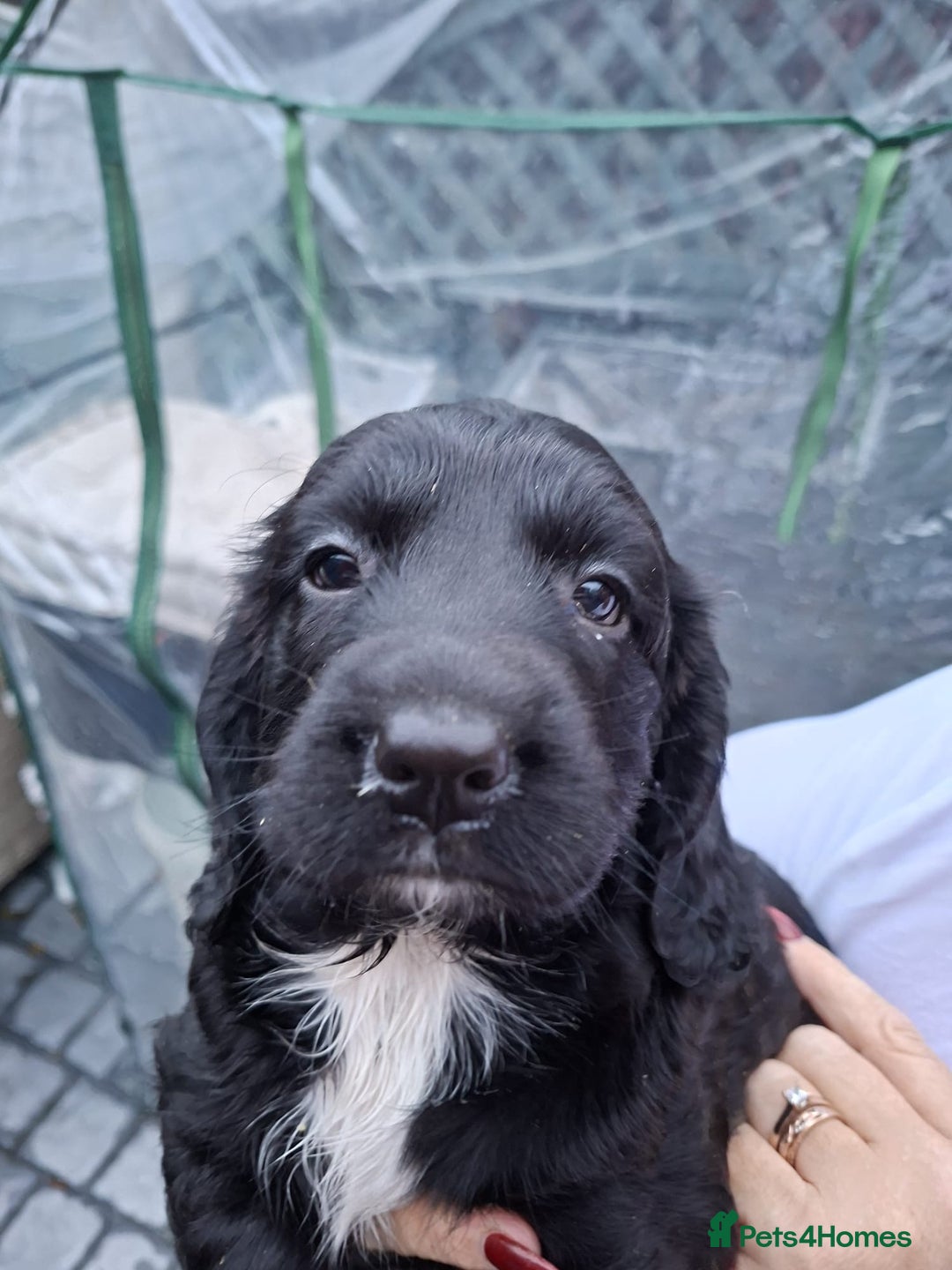 Sprocker dogs for sale: Black beauty  - Advert 3