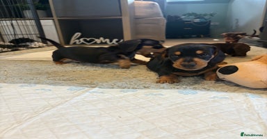 Miniature Dachshund dogs - Advert 1