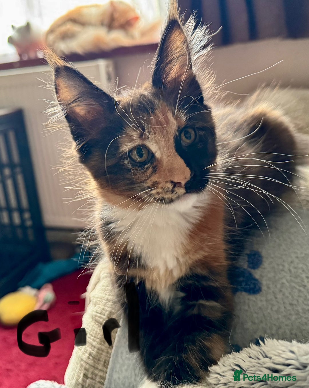 Maine Coon cats for sale: READY NOW! PEDIGREE MAINE COON GIRL  - Advert 14