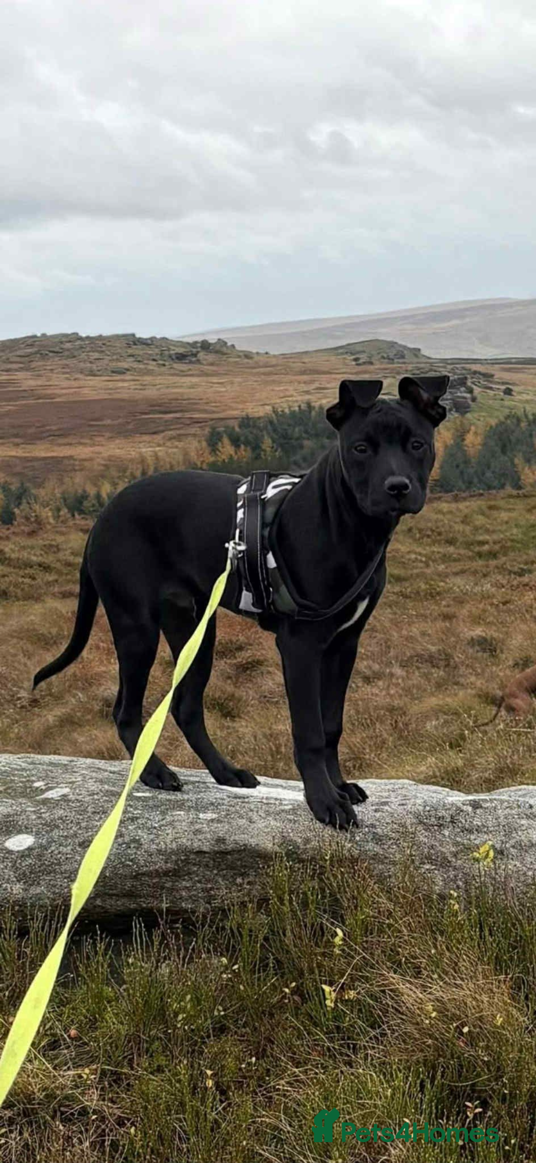 Mixed Breed dogs for sale: Ronnie 8 months old  - Advert 1